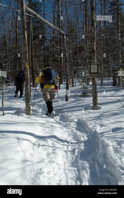Hikers Snowshoeing On Starr King Trail In The White Mountains New