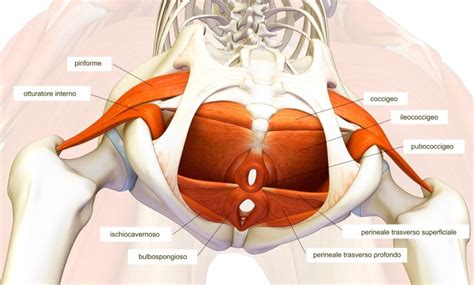 Riabilitazione Al Pavimento Pelvico In Che Cosa Consiste Med You