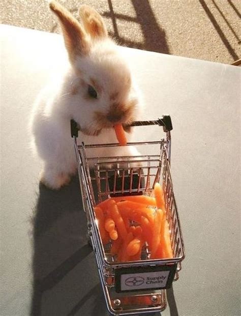Cute Bunny With Shopping Cart Full Of Baby Carrots
