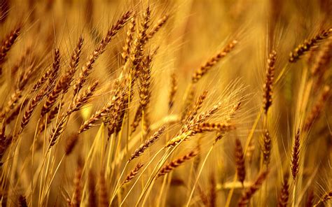 Wheat Field Background Wheat Fields Barley Agriculture Photos