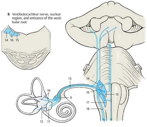 Vestibulocochlear Nerve Cranial Nerves V Vii Xii