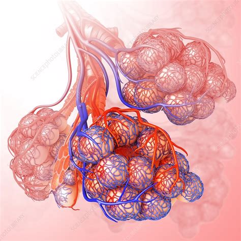 Alveoli Of The Human Lung Illustration Stock Image F Science Photo Library
