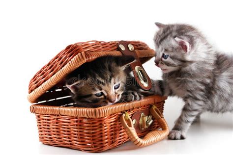 Cute Kittens In A Picnic Basket Stock Image Image Of Cuddly Young