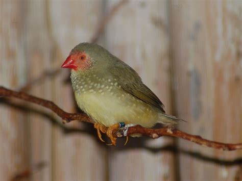The Online Zoo Star Finch