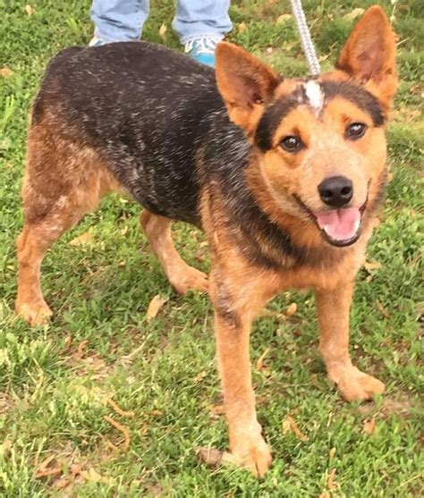 $225 to visit any of the dogs you see within our website you must first fill out an online application. Adopt Beau - Very Nice on | Australian cattle dog, Dogs ...