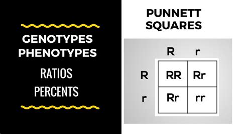 The pun is often used in the form of a joke where words can have more than one meaning or words can sound like they mean something else. Genotype and Phenotype Ratios and Percents ( Punnett ...