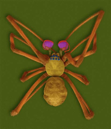 Male Northern Black Widow Spider Photograph By Dennis Kunkel Microscopy