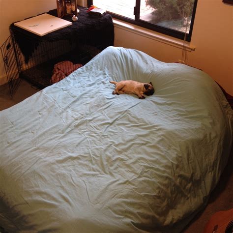 Самые новые твиты от mad dog mattress (@mattseely98_): Little pug, big bed : aww