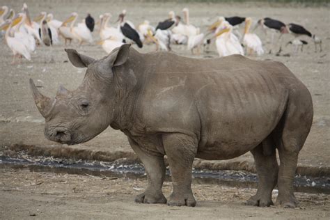 Free Images Animal Wildlife Zoo Africa Mammal Fauna Rhino