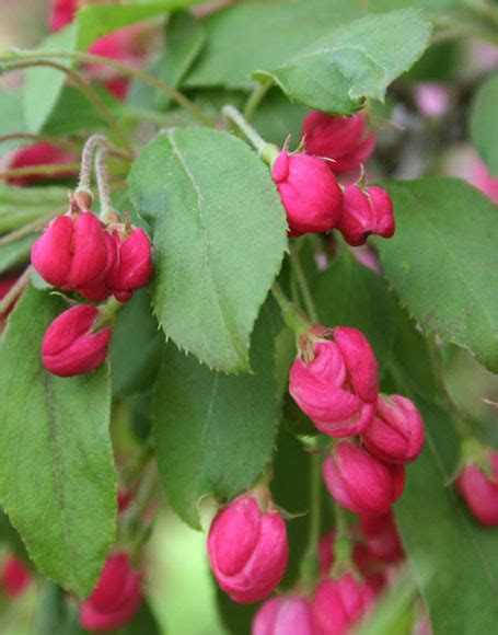 Malus Floribunda Multi Stem Moon Nurseries