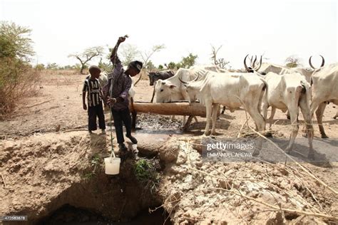 Young Fulani Herders Use A Bucket To Water The Cattle On A Dusty