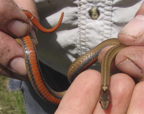Storeria Occipitomaculata Red Bellied Snake Vermont Reptile And