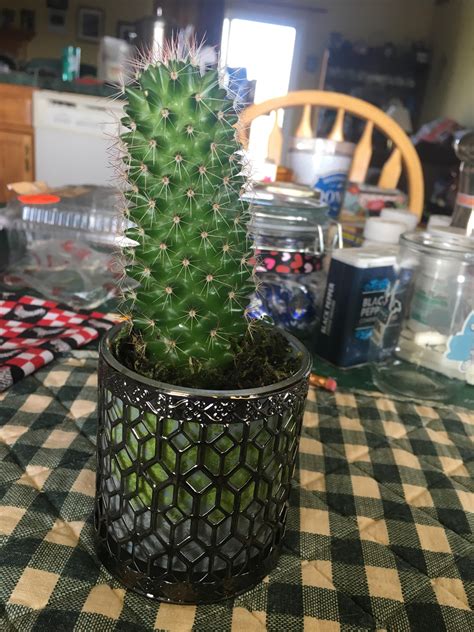 How often do you have to water a cactus? Is it time to replant my cactus? If so, what's the best ...