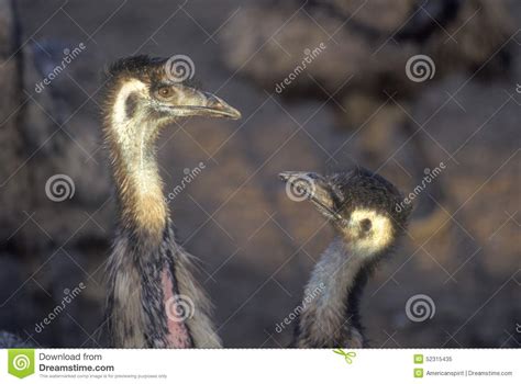 Close Up Of Ostriches On Ostrich Farm Oak View Ca Stock Image Image