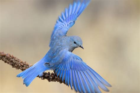 Mountain Bluebird