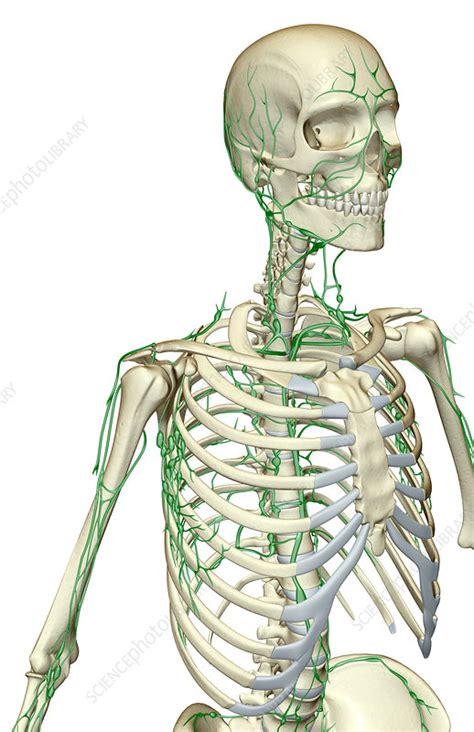 The Lymph Supply Of The Upper Body Stock Image F0015514 Science