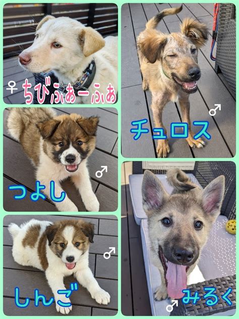 子犬預かり急募埼玉より わんにゃん小梅保育園 ★保健所犬猫レスキュー