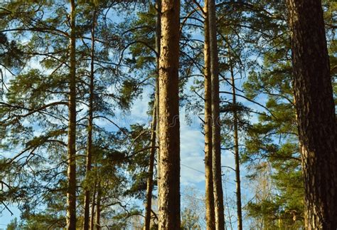 The Tall Slender Trunks Of The Pine Trees In The Forest Under The