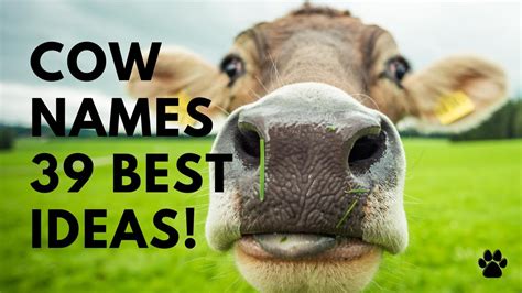 🐮 Cow Names 39 Best 🌿 Cute Ideas Names Youtube