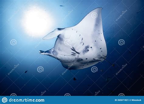 White Reef Manta Ray Swimming In The Deep Blue Water Stock Image