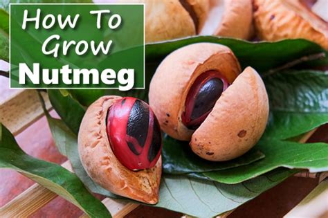 The nutmeg tree (myristica fragrans) is native to moluccas in east indonesia, known as the spice islands. How To Grow A Nutmeg Tree From Seed