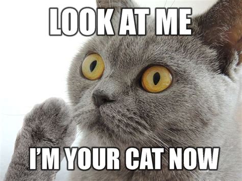 Look At Me Funny Animal Quotes Cats And Kittens