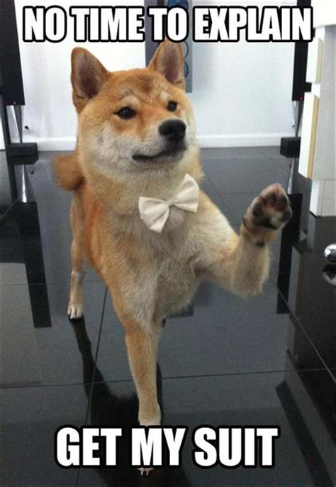 227 Best Images About Doge Meme Dog Memes On Pinterest