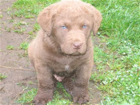 Our dogs have both show and field champion bloodlines. AKC Chesapeake Bay Retriever Puppies For Sale - Farnell ...