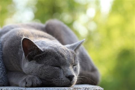 Cat Sleeping Patterns Why Do Cats Sleep So Much Tractive