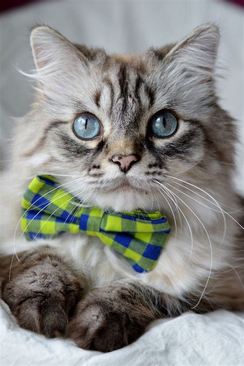 17 Best Images About Cats In Bowties On Pinterest Bow