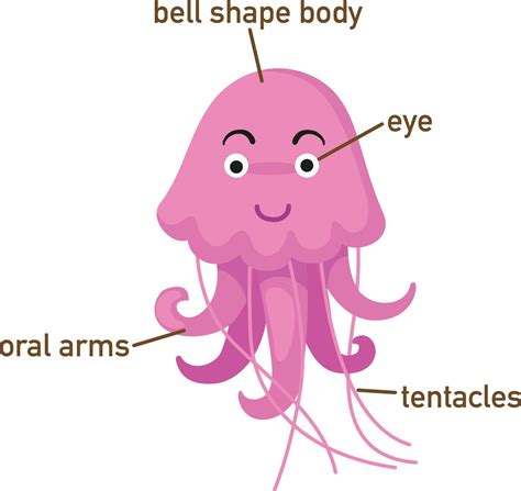 Illustration Of Jellyfish Vocabulary Part Of Bodyvector 2926234 Vector