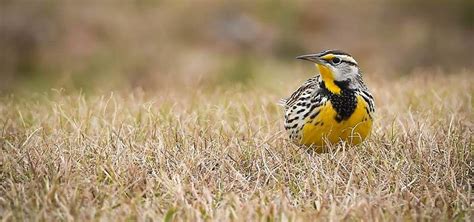 Top 25 Grassland Birds National Geographic Blog Wild Birds