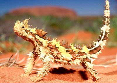 BIZARRE AND UNIQUE CREATURES OF THE ANIMAL KINGDOM ~ NO ...