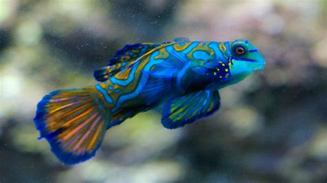 Mandarin Fish Are Only Two To Three Inches Long According To National