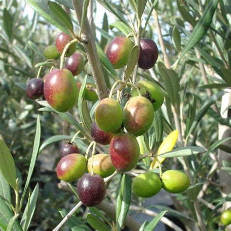 Как вырастить оливковое дерево?