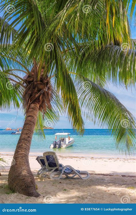 Beach Chairs Under A Palm Tree On Tropical Beach Stock Photo Image