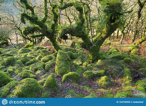 Ancient Forest Wistman S Wood Stock Photo Image Of Magical British