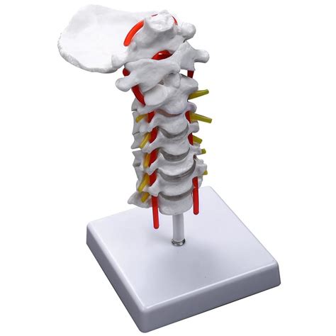 Cervical Vertebra Arteria Spine Spinal Nerves Anatomical Model Walmart