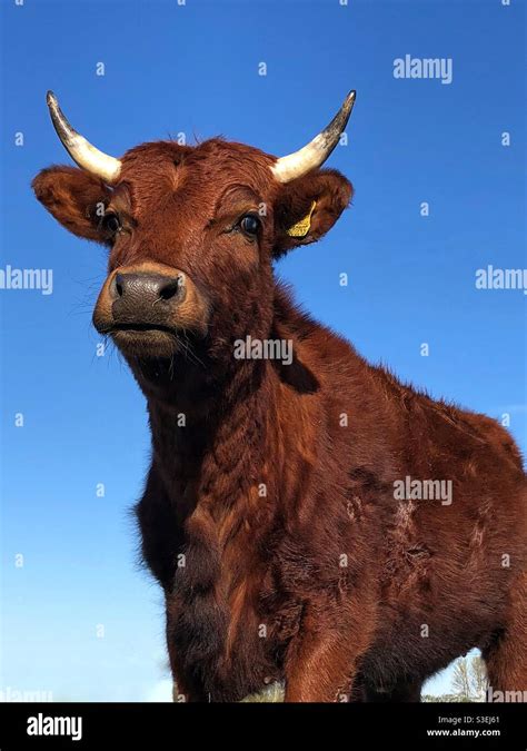 Dairy Cow Portrait Low Angle Hi Res Stock Photography And Images Alamy
