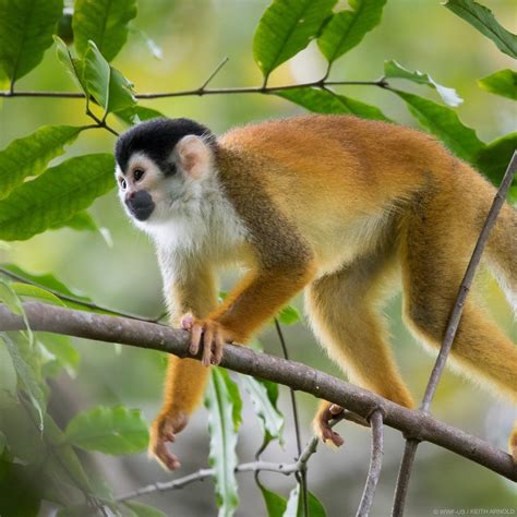 South American Squirrel Monkey “samiri Oestedii” Squirrel Monkey