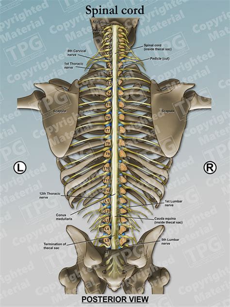 Spinal Cord Posterior View Order
