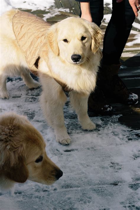Ads placed online or in print will specify the breed type and personality along petfinder.com is another good option to find cheap puppies for sale near you. Golden Retriever Puppies Near Me Craigslist