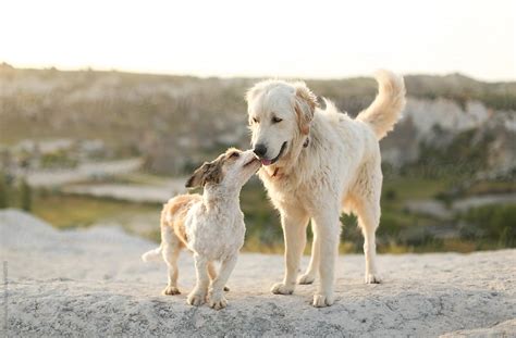Two Dogs Together By Stocksy Contributor Milles Studio Stocksy
