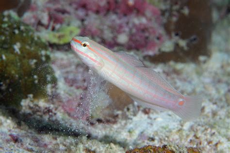 Orange Striped Goby Amblygobius Decussatus These Fish Sip Flickr