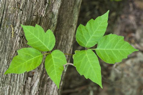 How To Treat A Poison Ivy Rash Health