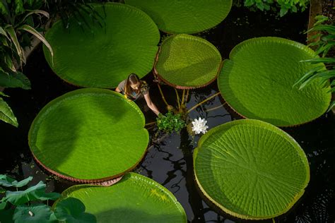 What A Huge Lily Pad Can Teach Us About Building Design