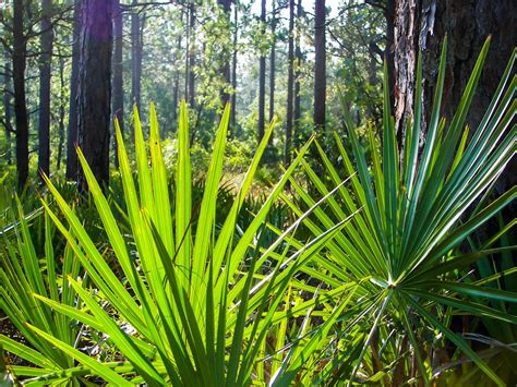 Saw Palmetto Plant A Guide To Growing And Caring For This Hardy Palm