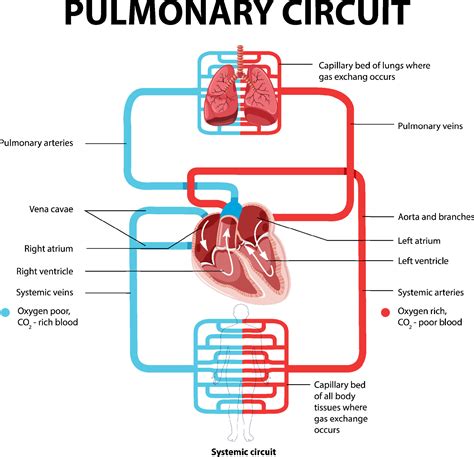 Diagram Showing Pulmonary Circuit 6763950 Vector Art At Vecteezy