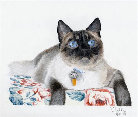 This Is Simon The Dog Cat A Seal Point Siamese By Michelle Smith