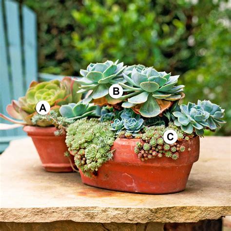 Succulent Container Garden Plans Better Homes And Gardens
